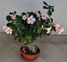 La pianta con fiori rosa per eccellenza è il pesco. Pianta Da Appartamento 4 Idee Anche Per Chi Non Ha Il Pollice Verde Archzine It