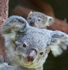 Koala Joey Hitches A Ride At Riverbanks Zoo Baby Animals Pictures Baby Animals Koala