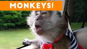 Cutest Monkey Videos Of 2017 Funny Pet Videos Youtube Orangutan, chimp, capuchin monkey and more.
