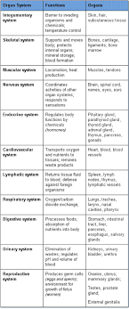 Xkgfs Com Human Body Systems Projects Body Systems Human Anatomy And Physiology