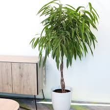 Image result for Ficus muelleriana