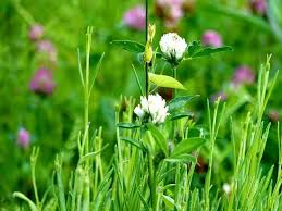 Image result for Trifolium polystachyum