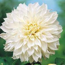 View our selection of affordable dinner plates and charger plates in a variety of colors and styles for only $1 at dollar tree. Exquisite Dinner Plate Dahlia Flower Bouquet Wedding Flower Pots Dahlia