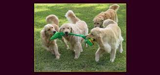 New to pet ground transport? Luxury Pet Transportation Company Pet Ground Transportation Dog Shipping Monroe Ga