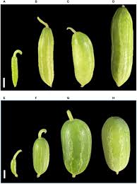 Image result for Coccinia