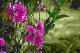 Check spelling or type a new query. Fiorellini A Grappolo Profumatissimi Che Crescono Inizio Primavera Fiori Bianchi Quali Sono Cure Naturali It In Italia Si Va In Pensione A Sessantacinque Anni Hmotta