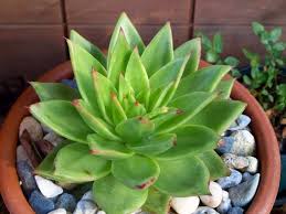 La mucormicosis , más conocida como ' hongo negro ' por los médicos en india , ha presentado un incremento de casos en las últimas semanas en el país asiático. Curacion De Los Cactus Y Otras Plantas Suculentas Jardineria On