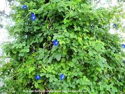 Butterfly Pea Clitoria Ternatea Butterfly Pea Rainforest Plants Plants