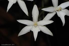 Image result for Rangaeris