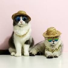 Fashion Dog Glasses Eyewear Sunglasses For Cats Small Large Dogs Funny Photos Props New Year Party Dress Up Pet Cat Accessories Petgazue For Pets Funny Dog Photos Funny Photo Props