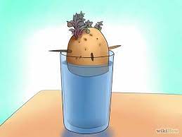 How To Grow Potatoes Indoors Growing Vegetables Indoors Growing Potatoes Indoors Growing Potatoes
