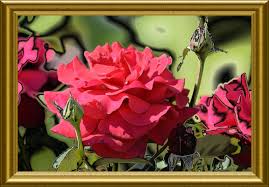 There are cards, botanicals, and some victorian scrap pieces included. Beautiful Red Rose Love Flower Free Stock Photos Download 19 965 Free Stock Photos For Commercial Use Format Hd High Resolution Jpg Images