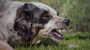 Durch die schlechten erfahrungen, die sie in diversen unschönen hundebegegnungen sammeln, überträgt. Hundebegegnungen Gelassen Meistern Youtube