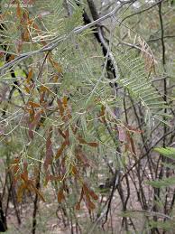 Image result for Microcharis asparagoides