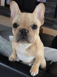 Bulldog Dogsofinstagram Dog Frenchie Dogs Bulldogsofinstagram Frenchbulldog Puppy Englishbulldog Bully In 2020 Cute Dogs Bulldog Puppies Bulldog