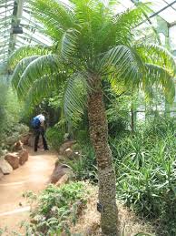 Image result for Cycas thouarsii