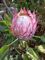 Image result for Protea welwitschii × angolensis