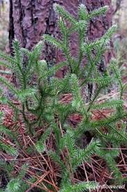 Image result for Lycopodium