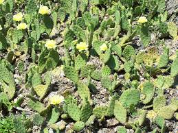 How to grow crested golden barrel cactus. Opuntia Humifusa Wikipedia
