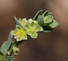 Image result for Andrachne