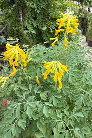 Image result for Corydalis