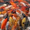 1 large koi can produce eggs in the hundreds of thousands. 1