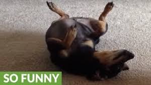 Yorkshire terriers and toy poodles give the chihuahua a run for its money. Learn About The Chihuahua Dachshund Mix Aka The Cheweenie Dogable