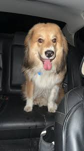 Lost Red Labrador in North Salt Lake