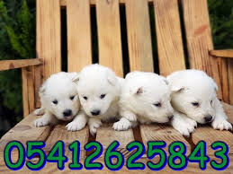 Yavru Samoyed Samoyed Samoyed Yavrusu Hayvanlar