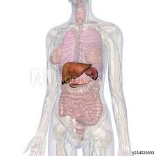 Female abdomen anatomy stomach, largeother times, there. Liver Gallbladder Pancreas Spleen And Abdominal Female Internal Anatomy Stock Illustration Adobe Stock