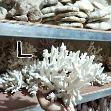 Mohon untuk menentukan jumlah batu yang diinginkan untuk setiap 2 kg pengiriman (1, 2, 3, 4, 5). Jual Batu Karang Laut Asli Natural Coral Anemon Dekorasi Ornamen Aquarium Aquascape Asli Karang Jahe L Di Lapak Putra Secundona Bukalapak