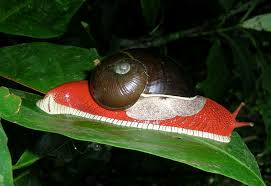 The Mantle Of The Land Snail Indrella Ampulla Is Off White In Color And Partly Visible Under The Shell The Head And Foot Are Red And Animals Sea Snail Snail