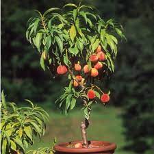 Die entscheidung darüber, was groß und was klein ist, hat meine frau. Zwergobstbaum Zwergpfirsich Bonanza Manufactum