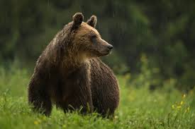 We would like to show you a description here but the site won't allow us. Wwf In Central And Eastern Europe Home Facebook