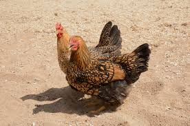 Fishers belong to the weasel family, and are known by several other names as well. Fisher Cat How To Protect Your Chickens From Them