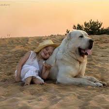 Dog Breeds Of Turkish World Dog Breeds Alabai Dog Kangal Dog