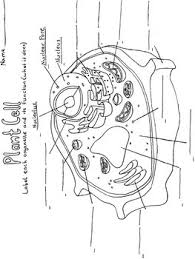 Animal cell coloring the answer key to the cell coloring worksheet is available at teachers pay teachers.payments help support biologycorner.com. Plant Cell Coloring And Label Worksheets Teaching Resources Tpt