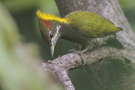 Black Bird With Bright Yellow Belly Lesser Yellownape Woodpecker Photo By Dibyendu Ash Via Wikipedia In India The Upperparts Are Green Apart From The Bright Yello Birds Pet Birds Woodpecker