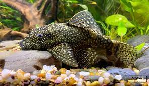 Ikan molly memiliki ukuran kecil, panjangnya hanya mencapai kurang lebih 12 cm saja. 10 Jenis Ikan Pembersih Aquascape Terbaik 100 Ampuh
