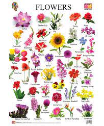 The plants have flowers that bloom on a bush, and may occur in a variety of colors from pastel pinks to dark, deep blues. Image Result For Different Types Of Flowers With Names Chart Flower Names Flower Chart English Vocabulary