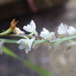 Image result for Polystachya hastata