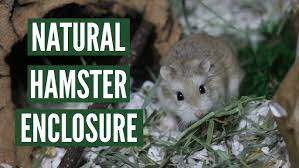 Most plants will eventually dry themselves, but knowing when to harvest and. Dried Herbs Flowers For Hamsters Youtube