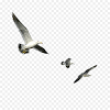 Video tutorial cara menyimpan format gambar dengan file ektensi.png atau transparan di photoshop. 1