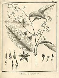 Image result for Rinorea brachypetala