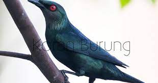 Dari segi warna kedua burung tersebut memiliki warna yang. Mengenal Burung Perling Kumbang Atau Camperling Si Hitam Nan Elok