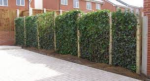 Situate a climbing clematis near a trellis, arched doorway, arbor or pergola and watch it grow high and twine around. Clematis Efeu Und Kletterpflanzen Online Kaufen Clematisonline De