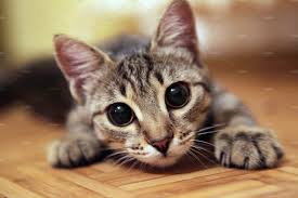 Another cat breed with big eyes is the adorable, hairless sphynx. Adorable Cat With Big Eyes High Quality Animal Stock Photos Creative Market