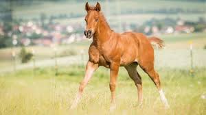 Are Quarter Horses Good Jumpers Warmbloods Or Gaited