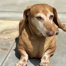 Check spelling or type a new query. Chino Hills Urgent Care Pet Clinic 64 Photos 93 Reviews Veterinarians 3560 Grand Ave Chino Hills Ca Phone Number