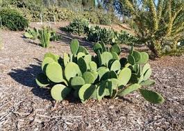 Image result for Opuntia